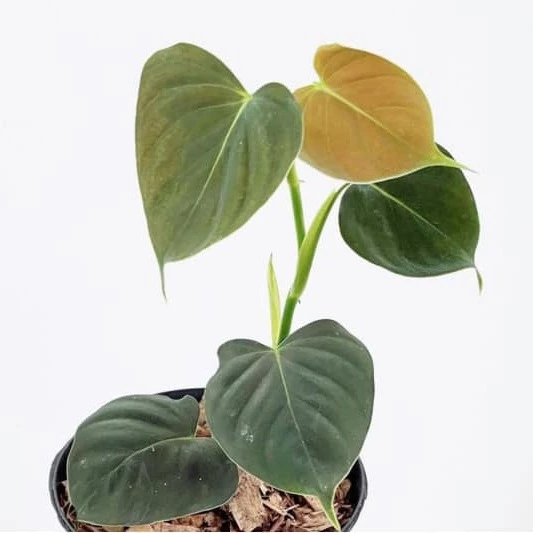Philodendron lupinum