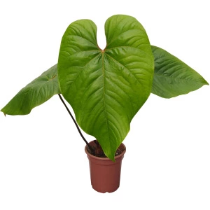 Anthurium Formosum