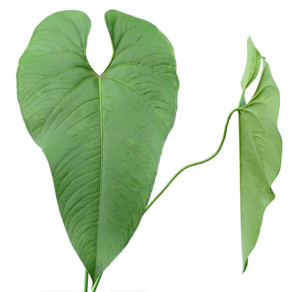 Anthurium Formosum