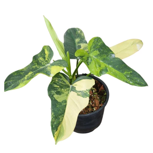 Philodendron Bipennifolium Variegated