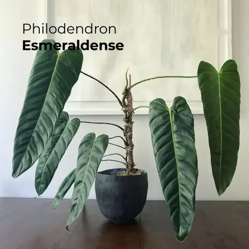 philodendron esmeraldense