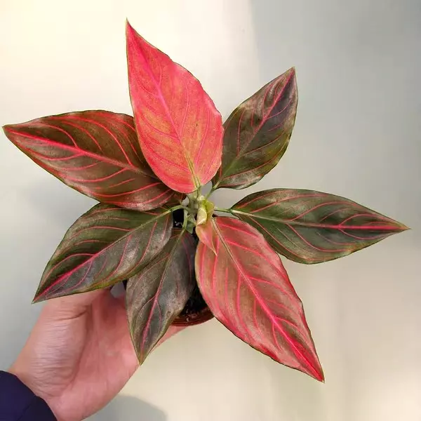 Red Vein Aglaonema