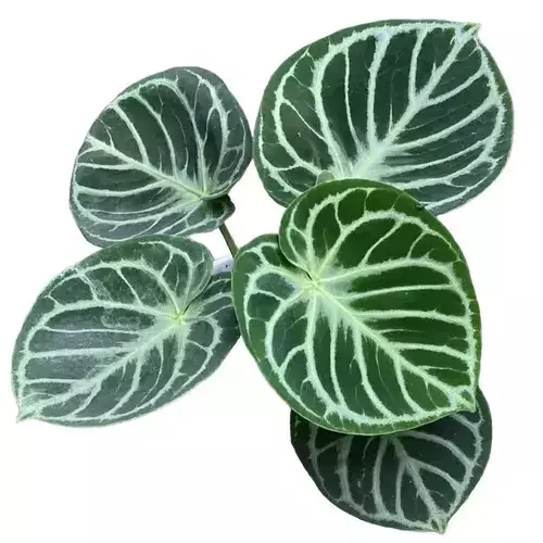 Dorayaki domino pure