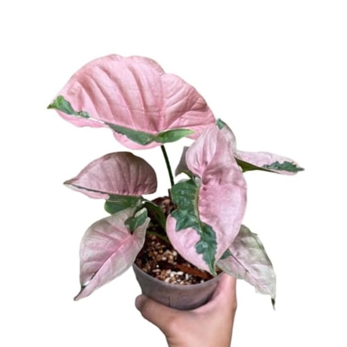 Syngonium Pink Lava