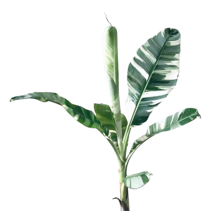 Variegated Banana Tree