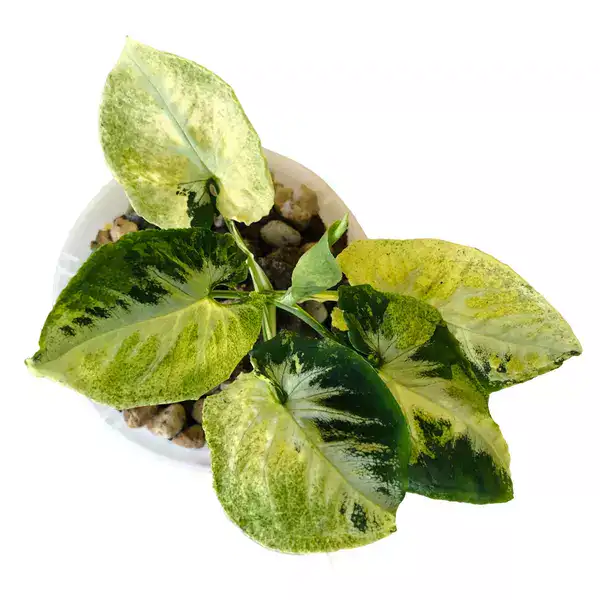 SYNGONIUM SCRAMBLED EGGS