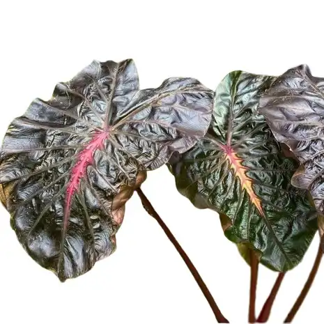 colocasia pinkey heart