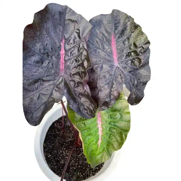 Colocasia Pinkey Heart