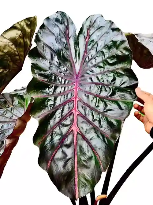 colocasia naga bles