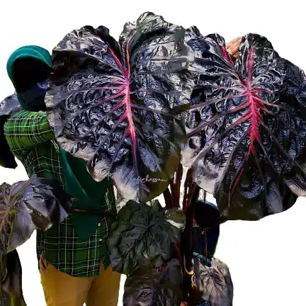 Colocasia Black Lava