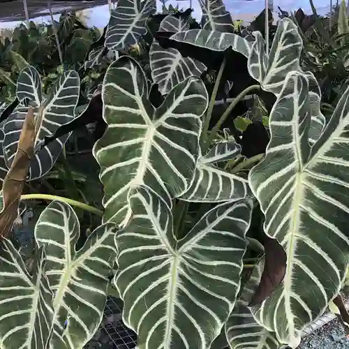 alocasia grandis