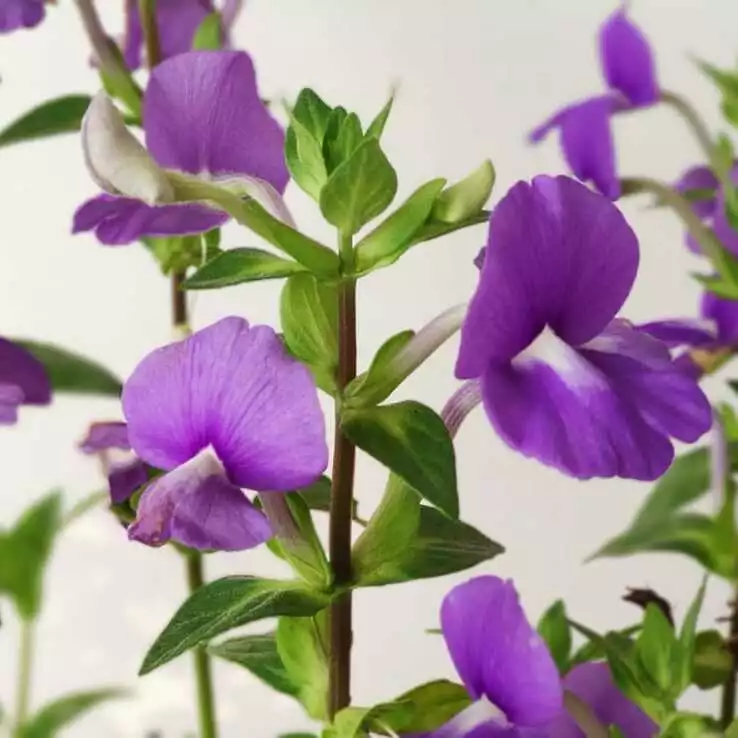 Brazilian Snapdragon