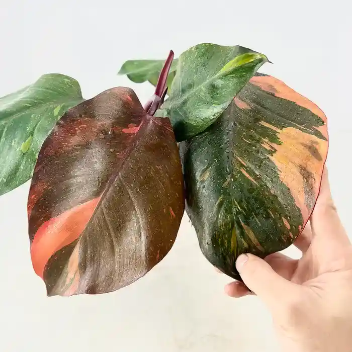 Philodendron Orange Princess variegated