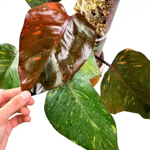 Philodendron Orange Princess variegated