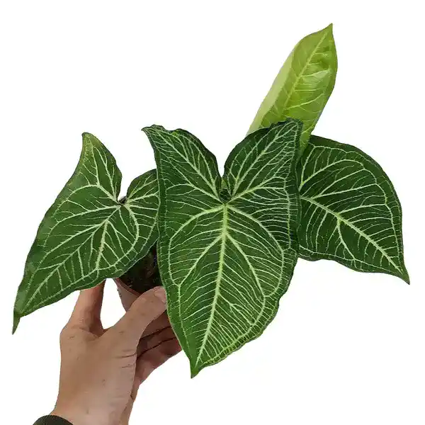 Syngonium albolineatum