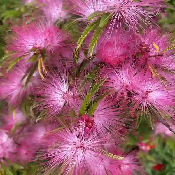 Calliandra surinam