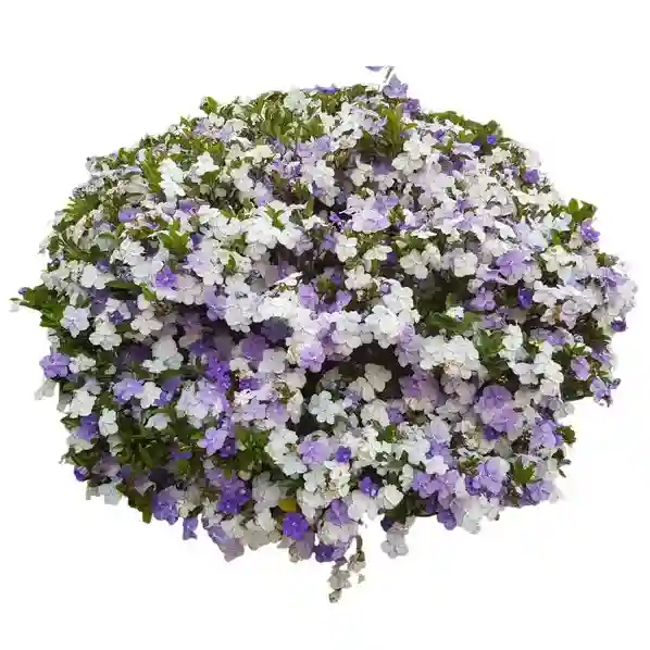 Yesterday Today and Tomorrow Plant