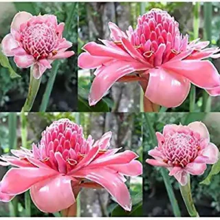 PINK TORCH GINGER