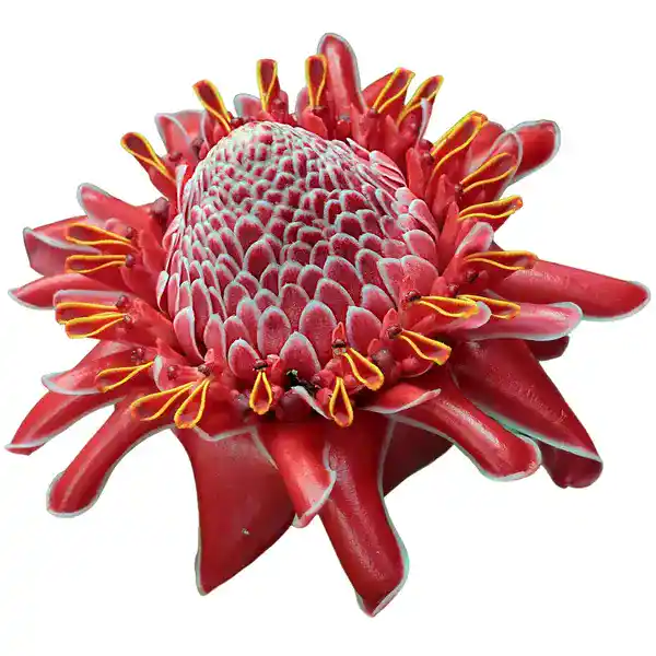 Red Torch Ginger (etlingera elatior)