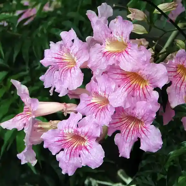 Podranea Ricasoliana