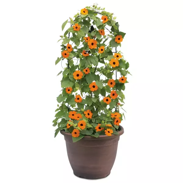 Black-Eyed Susan Vine