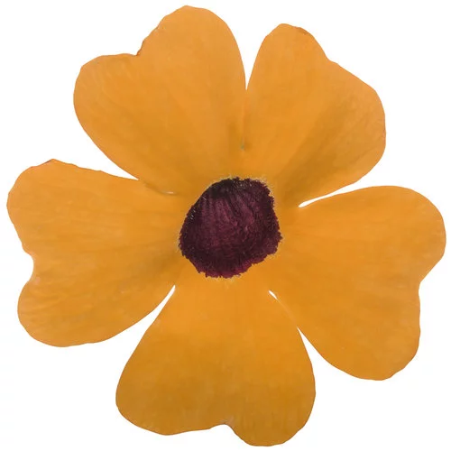 Thunbergia alata 'SunEyes Terracotta'