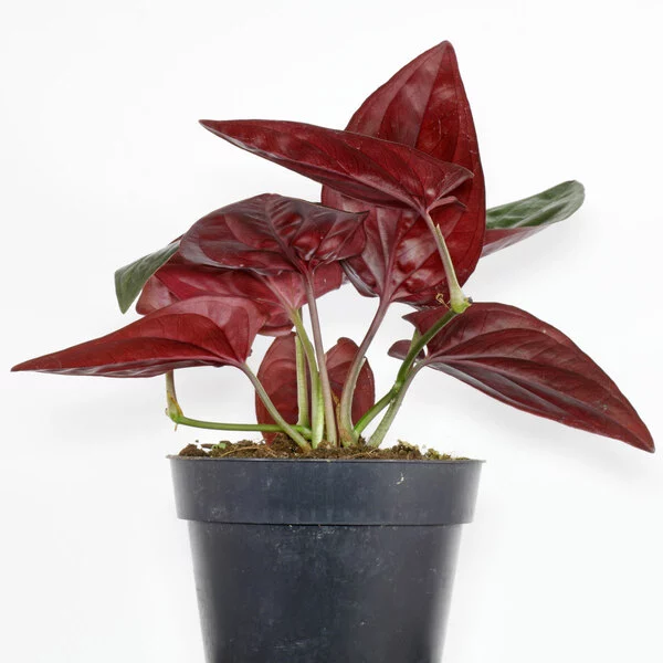 Syngonium Erythrophyllum Red Arrow – Black syngonium