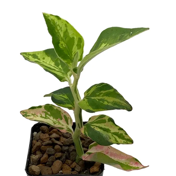 Pedilanthus Tithymaloides 'Splish Splash'