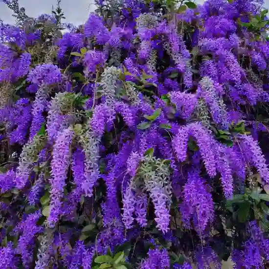 PETREA BUSH