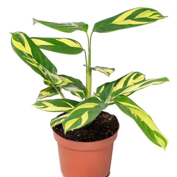 Golden Mosaic, Ctenanthe lubbersiana