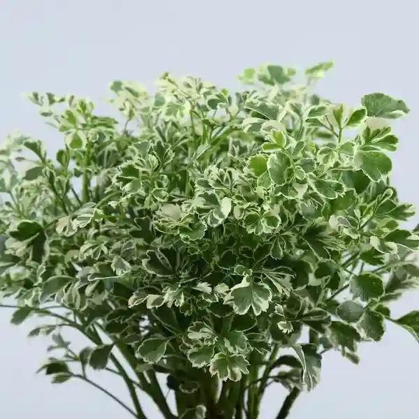 Aralia Miniature Plant