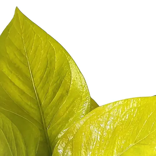 Anthurium jenmanii 'Gold'