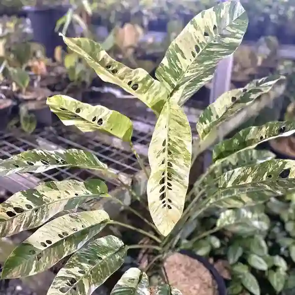 Rhaphidophora Foraminifera Variegated - Rare