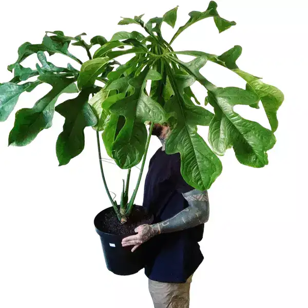 ANTHURIUM CLAVIGERUM