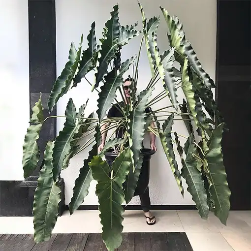 philodendron stenolobum