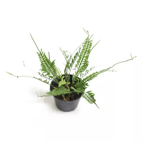 Asplenium cv. Kenzoi