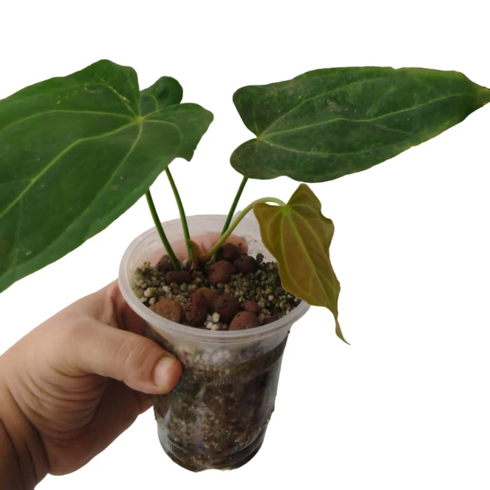 Anthurium papillilaminum