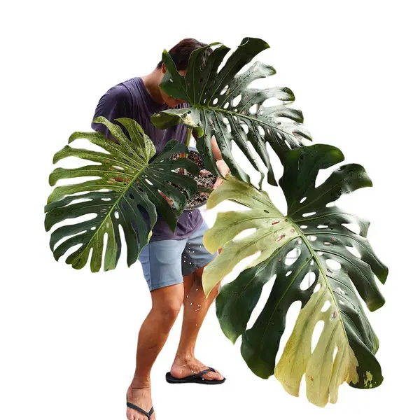 Monstera Deliciosa Mint Variegated