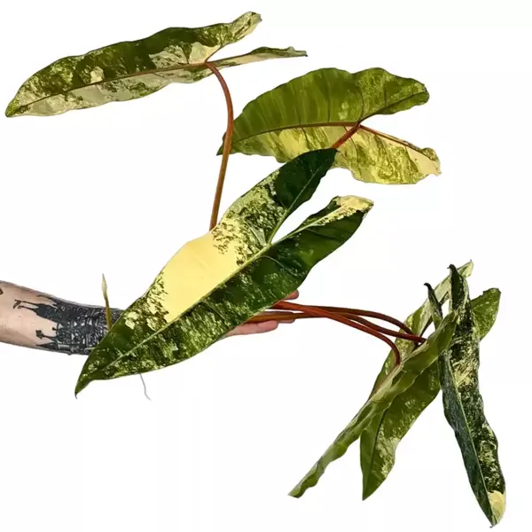 Philodendron Billietiae Variegated