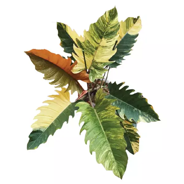 caramel marble philodendron