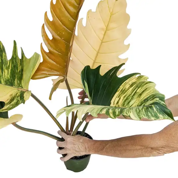 caramel marble philodendron