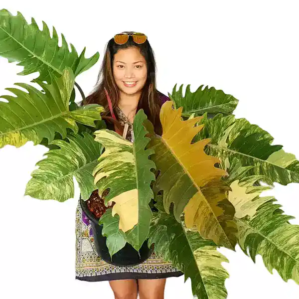 caramel marble philodendron