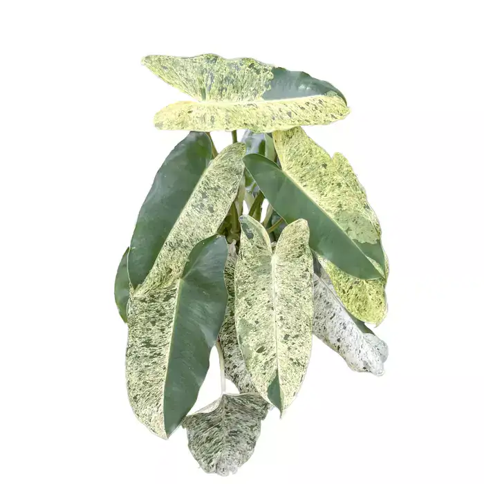 Philodendron Burle Marx Mint