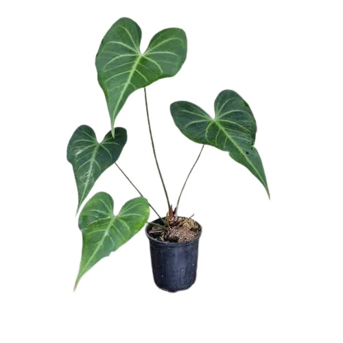 Anthurium Leuconeurum - Rare