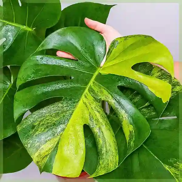 MONSTERA AUREA VARIEGATED - MARMORATA