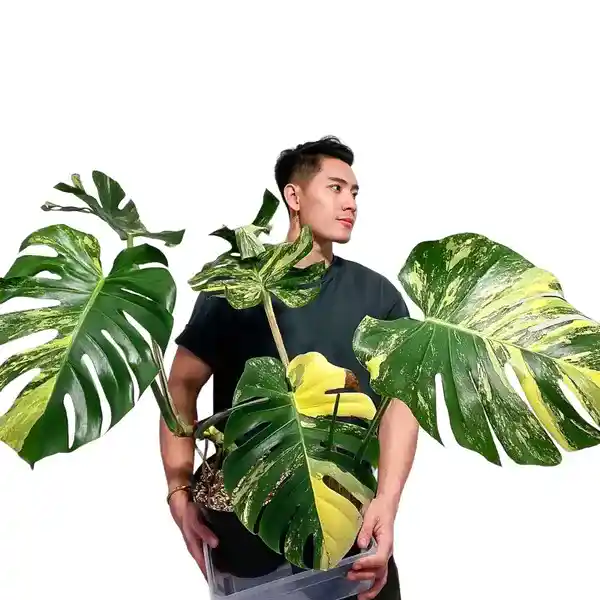 MONSTERA AUREA VARIEGATED