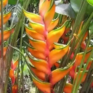 Heliconia Peachy Pink- Rhizomes