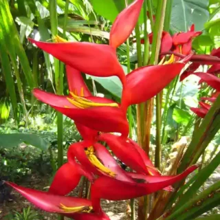 Heliconia Pedro Ortiz