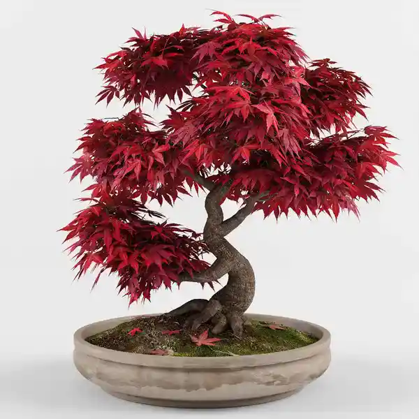 Japanese Red Maple