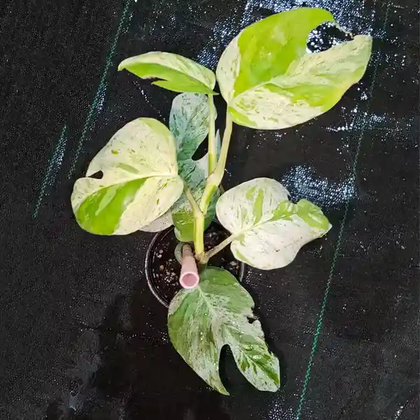 Epipremnum Pinnatum Marble